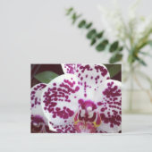 Carte postale orchidée tachetée (Debout devant)