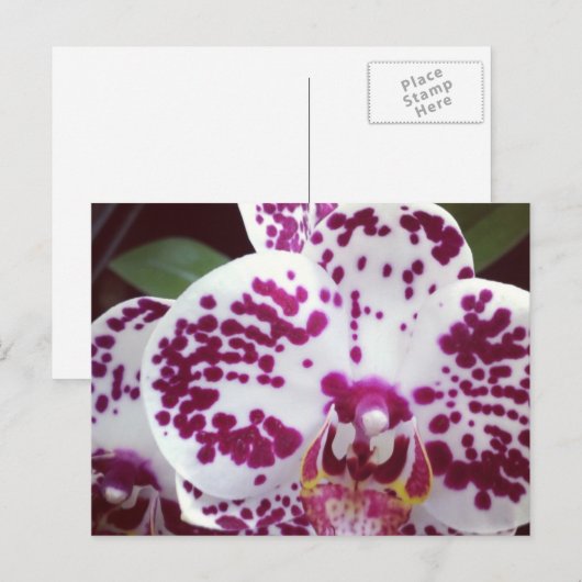 Carte postale orchidée tachetée (Devant / Derrière)