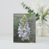 Carte Postale Orchidée tachetée rose sauvage (Debout devant)