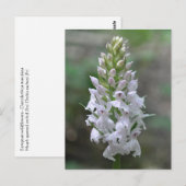 Carte Postale Orchidée tachetée rose sauvage (Devant / Derrière)