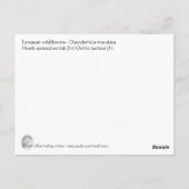 Carte Postale Orchidée tachetée rose sauvage (Dos)