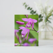 Carte Postale Orchidée Urne [Carte postale] (Debout devant)