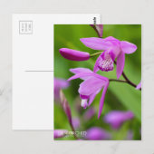 Carte Postale Orchidée Urne [Carte postale] (Devant / Derrière)