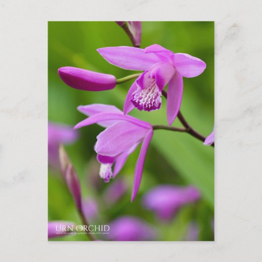 Carte Postale Orchidée Urne [Carte postale] (Devant)