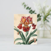 Carte Postale Orchidée vintage (Debout devant)