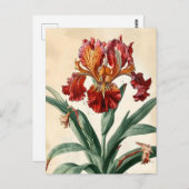 Carte Postale Orchidée vintage (Devant / Derrière)