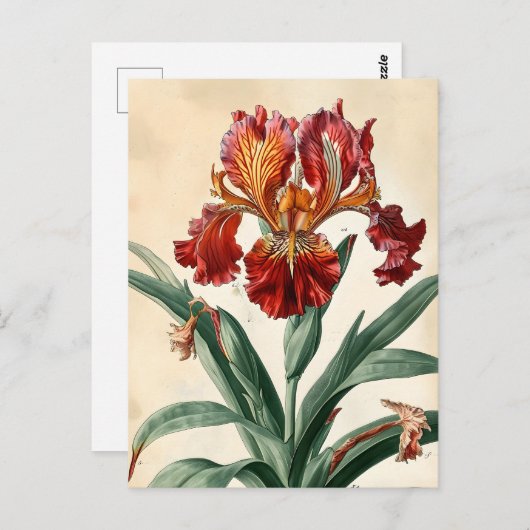 Carte Postale Orchidée vintage (Devant / Derrière)