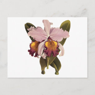 Carte Postale Orchidée vintage violette Cattleya, Fleurs tropica
