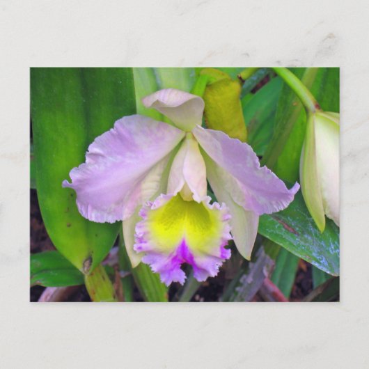 Carte postale Orchidée violette (Devant)