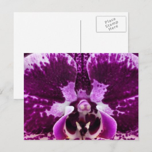 Carte postale Orchidée violette (Devant / Derrière)