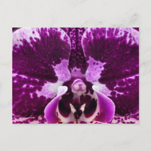 Carte postale Orchidée violette (Devant)