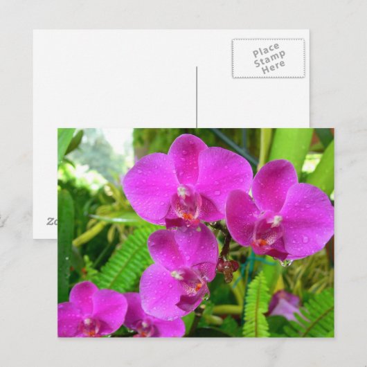 Carte Postale Orchidée violette (Devant / Derrière)