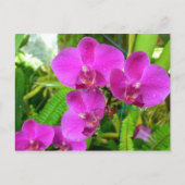 Carte Postale Orchidée violette (Devant)