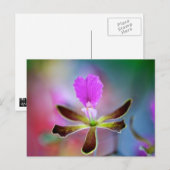 Carte Postale Orchidée violette (Devant / Derrière)