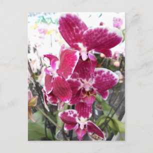 Carte Postale Orchidée violette