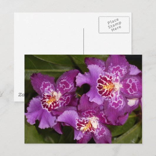 Carte Postale Orchidée violette (Devant / Derrière)