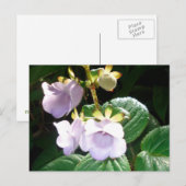 Carte Postale Orchidée violette de Fidji (Devant / Derrière)