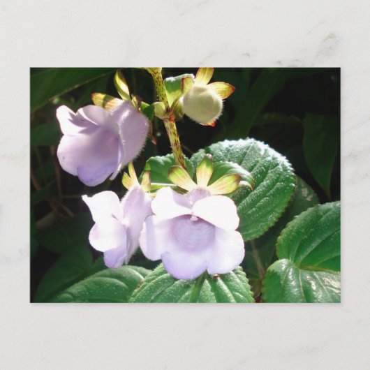 Carte Postale Orchidée violette de Fidji (Devant)