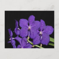 Orchidée violette de vanda