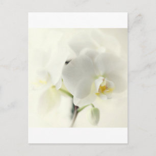 Carte Postale Orchideen