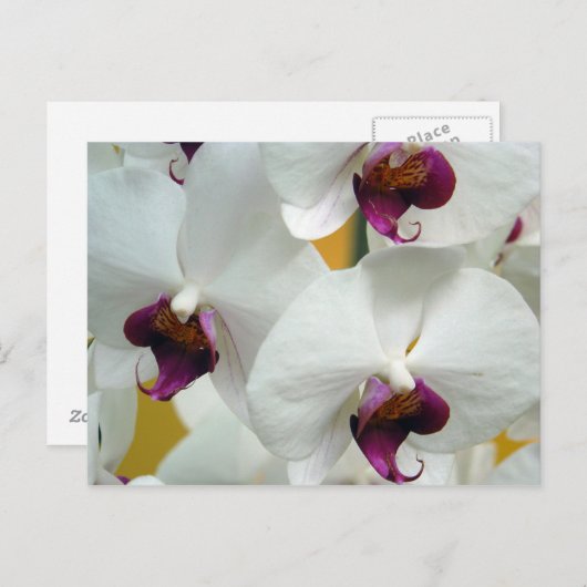 Carte Postale Orchidées (Devant / Derrière)