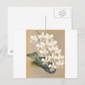 Carte Postale Orchidées (Devant / Derrière)