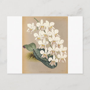 Carte Postale Orchidées