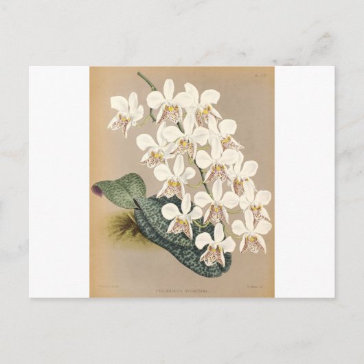 Carte Postale Orchidées (Devant)