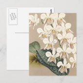 Carte Postale Orchidées (Devant / Derrière)