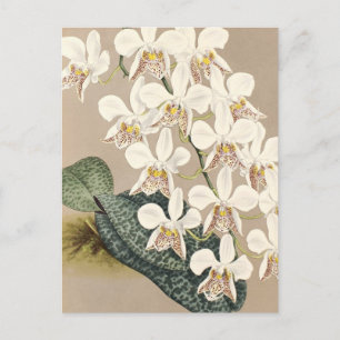 Carte Postale Orchidées