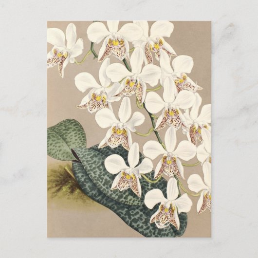 Carte Postale Orchidées (Devant)