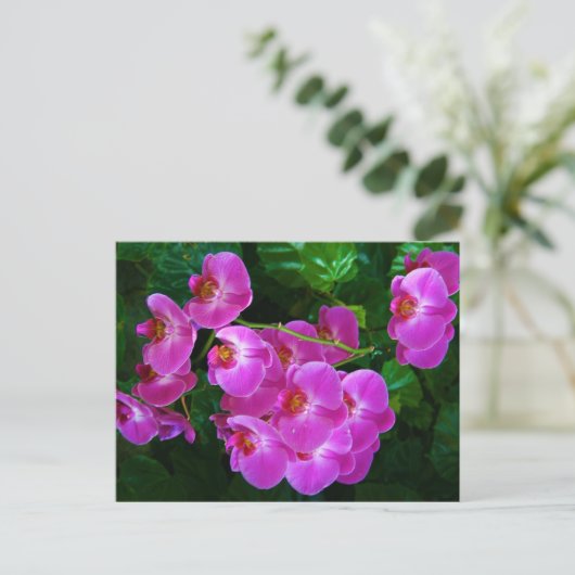 Carte Postale Orchidées (Debout devant)