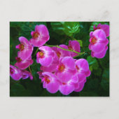 Carte Postale Orchidées (Devant)