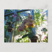 Carte Postale Orchidées (Devant)