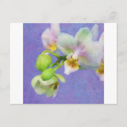 Carte Postale Orchidées (Devant)