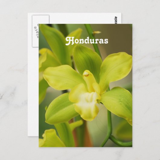 Carte Postale Orchidées (Devant / Derrière)