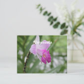 Carte Postale Orchidées (Debout devant)