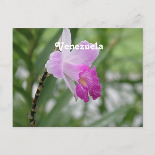 Carte Postale Orchidées (Devant)