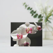 Carte Postale Orchidées (Debout devant)