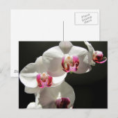 Carte Postale Orchidées (Devant / Derrière)