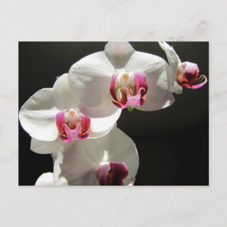 Carte Postale Orchidées