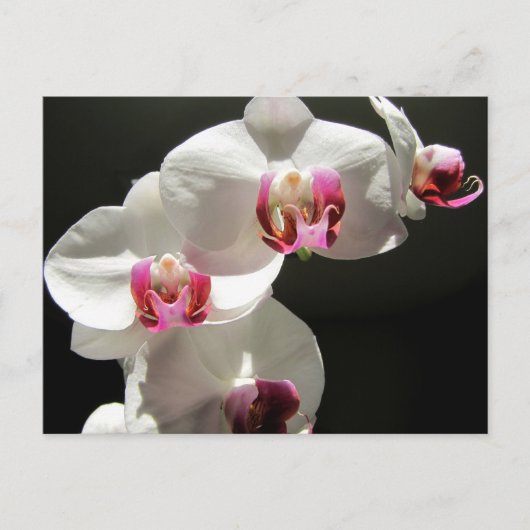 Carte Postale Orchidées (Devant)