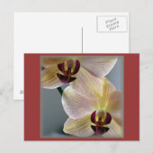 Carte Postale Orchidées (Devant / Derrière)