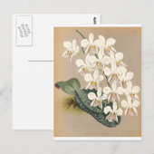 Carte Postale Orchidées (Devant / Derrière)