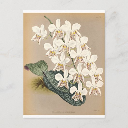 Carte Postale Orchidées (Devant)