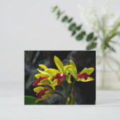 Carte Postale Orchidées (Debout devant)