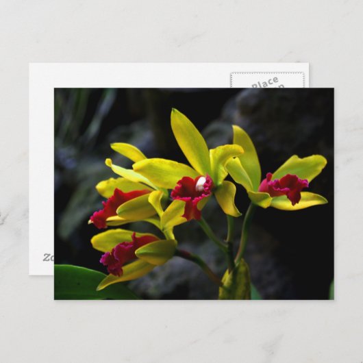 Carte Postale Orchidées (Devant / Derrière)