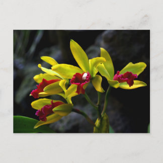 Carte Postale Orchidées