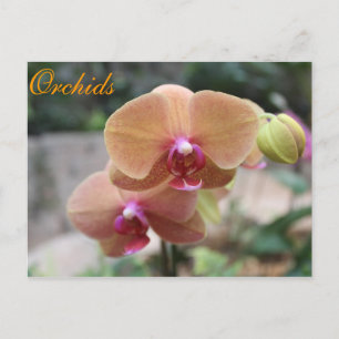 Carte Postale Orchidées # 10