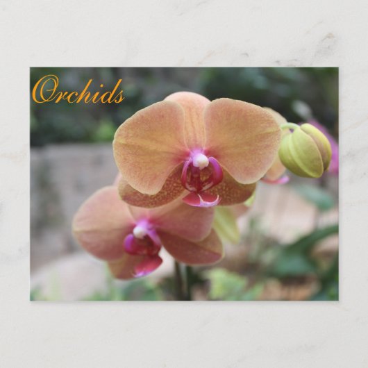 Carte Postale Orchidées # 10 (Devant)